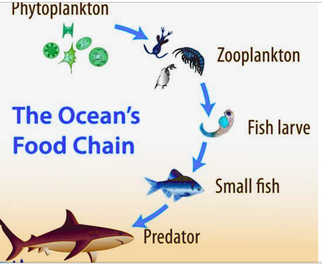 SOLVED: Phytoplankton Zooplankton The Ocean's Food Chain Fish larvae 1 ...