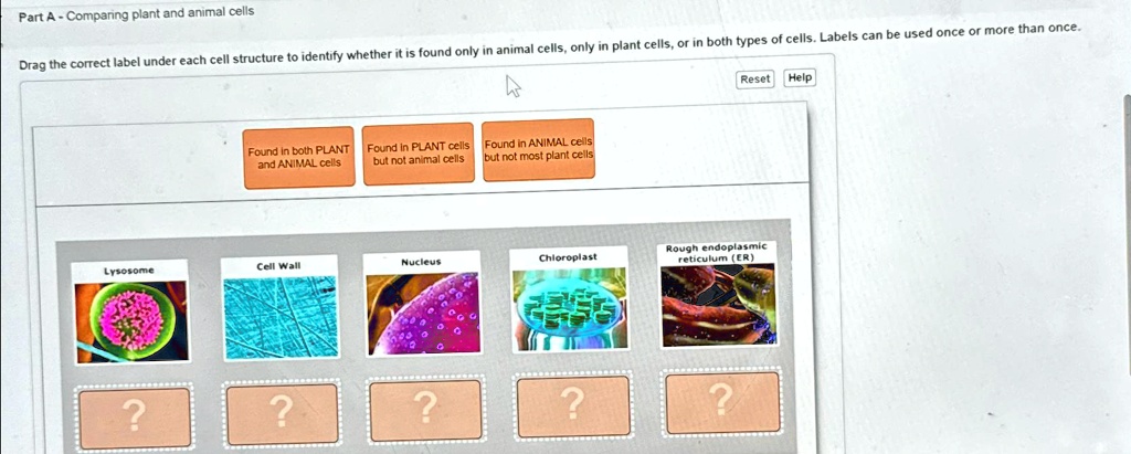 Similarities And Differences In The Structure Of Plant And Animal Cells