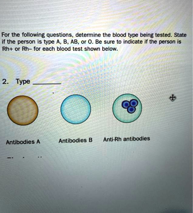 For the following questions, determine the blood type being tested. State
if the person is type A, B, AB, or O. Be sure to indicate if the person is
Rh+ or Rh- for each blood test shown below.
2. Type 
Antibodies A
Antibodies B
Anti-Rh antibodies