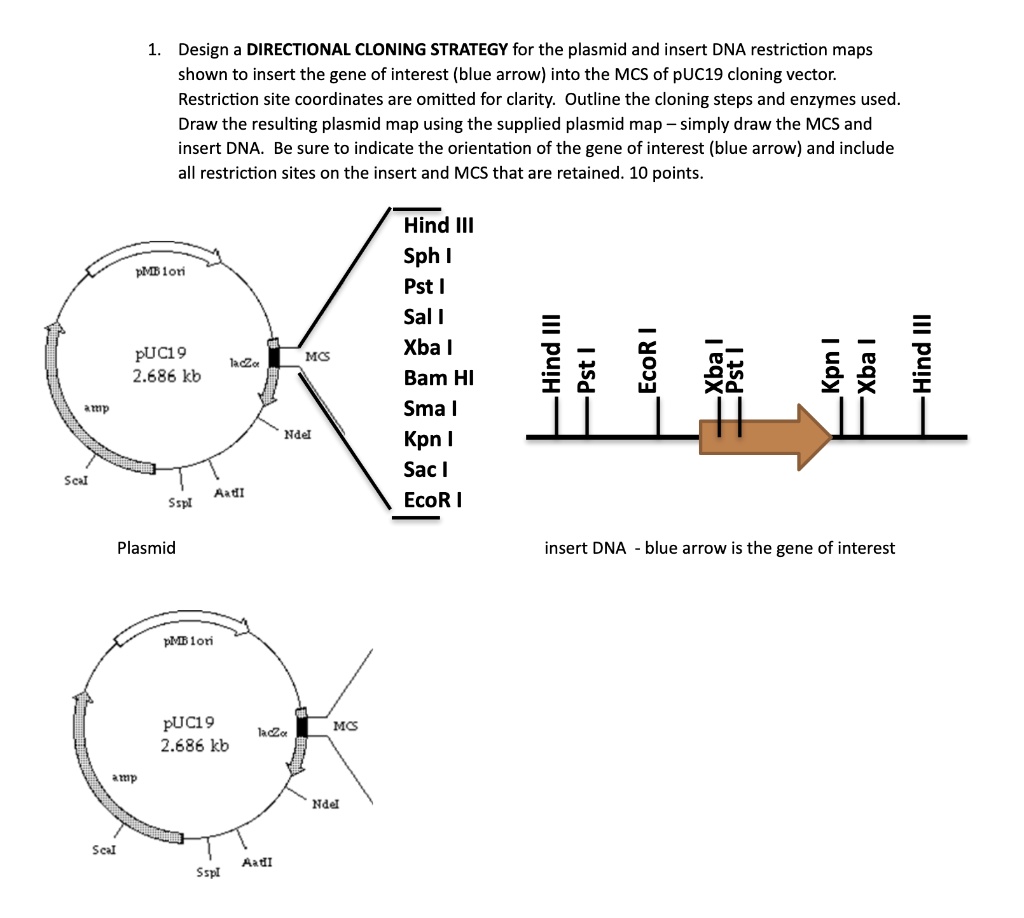 Design directional cloning strategy for the plasmid and...