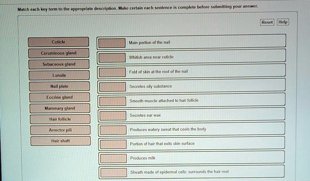 Match each key term to the appropriate description. Make certain each sentence is complete before submitting your answer. Reset Help Cuticle Ceruminous gland Sebaceous gland Lunula Nail plate Eccrine gland Mammary gland Hair follicle Arrector pili Hair shaft : Main portion of the nail : Whitish area near cuticle : Fold of skin at the root of the nail : Secretes oily substance : Smooth muscle attached to hair follicle : Secretes ear wax : Produces watery sweat that cools the body : Portion of hair that exits skin surface : Produces milk : Sheath made of epidermal cells: surrounds the hair root