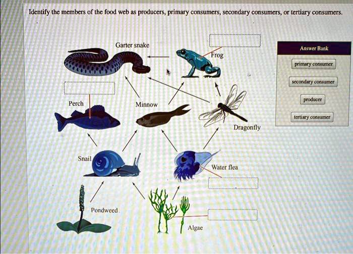 Identify the members of the food web as producers, primary consumers