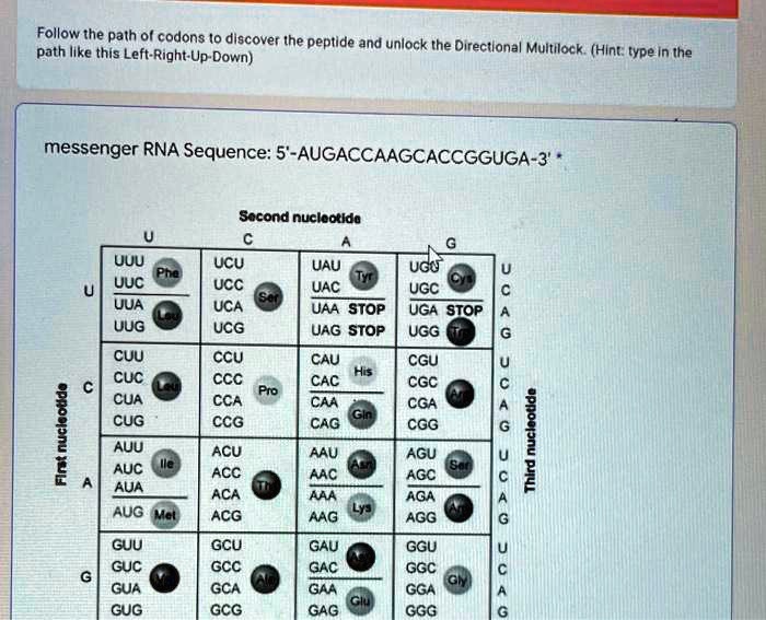 Follow the path of codons to discover the peptide and unlock...