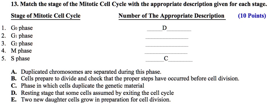 13. Match the stage of the Mitotic Cell Cycle with the appropriate ...