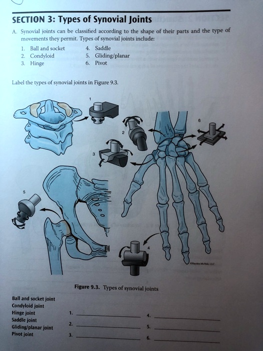 SECTION 3 Types of Synovial Joints Synovial joints can be classified