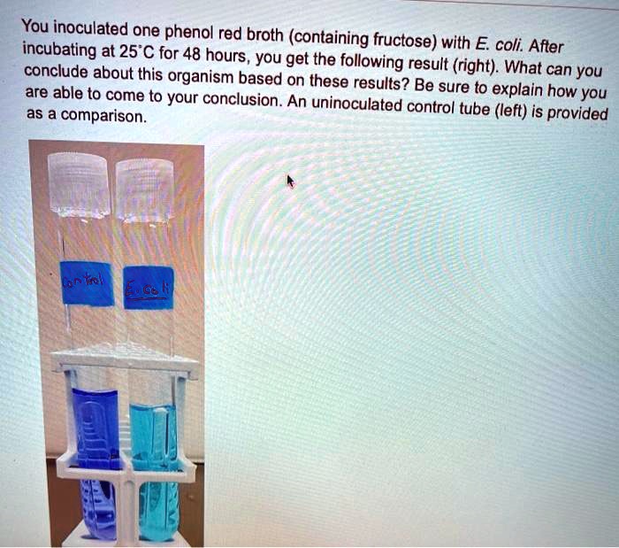 You inoculated one phenol red broth (containing fructose) with E. coli. After incubating at 25°C for 48 hours, you get the following result (right). What can you conclude about this organism based on these results? Be sure to explain how you are able to come to your conclusion. An uninoculated control tube (left) is provided as a comparison.