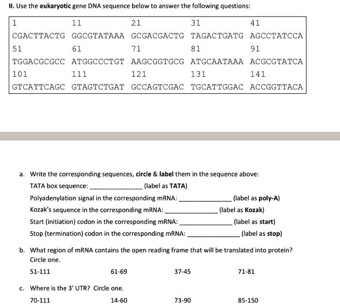 lluse the eukaryotic gene dna sequence below to answer the following ...