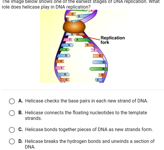 The Image Below Shows One Of The Earliest Stages Of Dna Replication What Role Does Helicase 0171