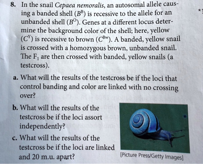 SOLVED: 8. In The Snail Cepaea Nemoralis, An Autosomal Allele Causing A ...