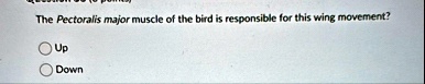 question 30 8 points the pectoralis major muscle of the bird is responsible for this wing movement up down 12645