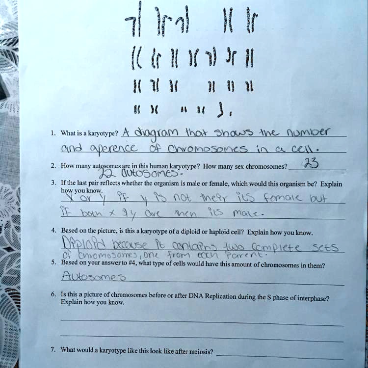 1. What is a karyotype? A diagram that shows the number
and aperence of chromosomes in a cell.
2. How many autosomes are in this human karyotype? How many sex chromosomes? 23
22 autosomes.
3. If the last pair reflects whether the organism is male or female, which would this organism be? Explain
how you know.
x or y if y is not their its female but
if both x     y are then its male.
4. Based on the picture, is this a karyotype of a diploid or haploid cell? Explain how you know.
Diploid because it contains two complete sets
of chromosomes, one from each parent.
5. Based on your answer to #4, what type of cells would have this amount of chromosomes in them?
Autosomes
6. Is this a picture of chromosomes before or after DNA Replication during the S phase of interphase?
Explain how you know.
7. What would a karyotype like this look like after meiosis?