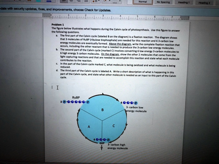 Problem 1
The figure below illustrates what happens during the Calvin cycle of photosynthesis. Use this figure to answer
the following questions.
a. The first part of the Calvin cycle (labeled B on the diagram) is a fixation reaction. The diagram shows
that 3 molecules of RuBP (ribulose bisphosphate) are needed for this reaction and 6 3-carbon low
energy molecules are eventually formed. Above the diagram, write the complete fixation reaction that
occurs, including the other reactant that is needed to produce the 3-carbon low energy molecules.
b. The second part of the Calvin cycle (marked C) involves converting 6 low energy 3-carbon molecules to
6 high energy 3 carbon molecules. On the diagram, show the other 2 molecules that come from the
light capturing reactions and that are needed to accomplish this reaction and state what each molecule
contributes to the reaction.
c. In the part of the Calvin cycle marked C, what molecule is being oxidized and what molecule is being
reduced.
d. The third part of the Calvin cycle is labeled A. Write a short description of what is happening in this
part of the Calvin cycle, and state what other molecule is needed as an input to this part of the Calvin
cycle.