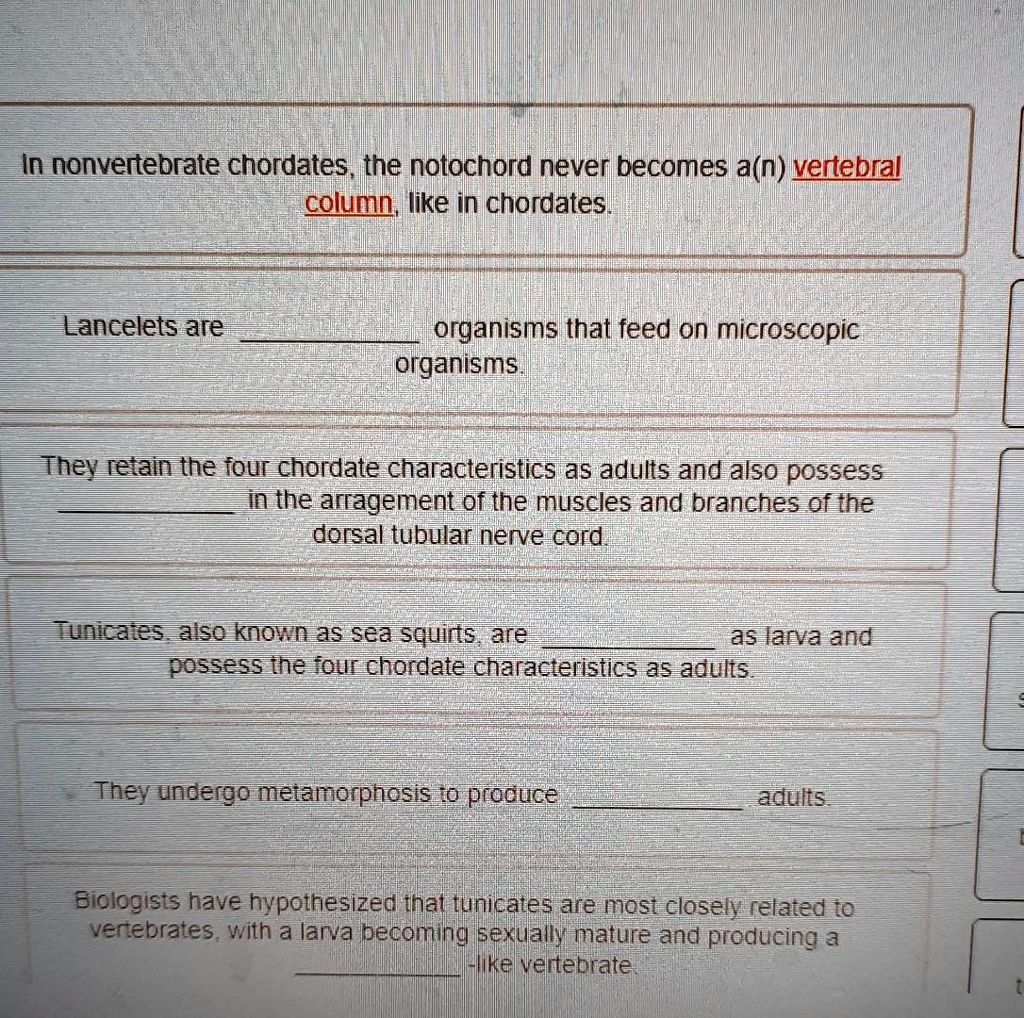 SOLVED: in nonvertebrate chordatesthe notochord never becomes a(n