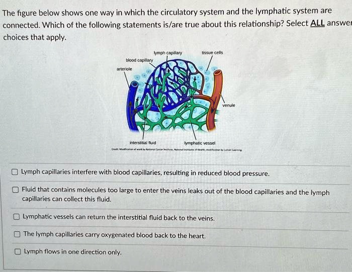 Which Of The Following Statements Regarding Interstitial Fluid Is Correct SOLVED: The figure below shows one way in which the circulatory system