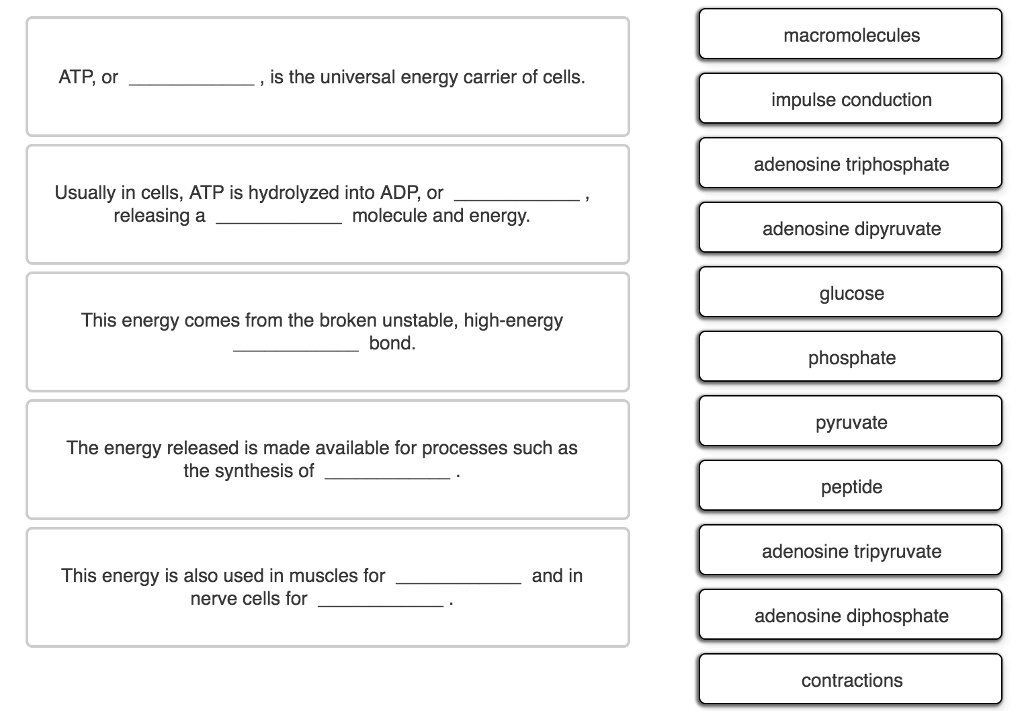 ATP, or , is the universal energy carrier of cells.
Usually in cells, ATP is hydrolyzed into ADP, or , releasing a  molecule and energy.
This energy comes from the broken unstable, high-energy  bond.
The energy released is made available for processes such as the synthesis of .
This energy is also used in muscles for  and in nerve cells for .

macromolecules
impulse conduction
adenosine triphosphate
adenosine dipyruvate
glucose
phosphate
pyruvate
peptide
adenosine tripyruvate
adenosine diphosphate
contractions