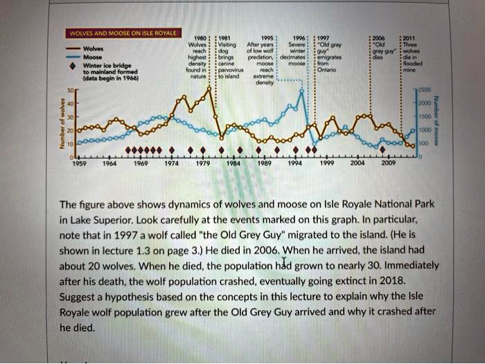 WOLVES AND MOOSE ON ISLE ROYALE

- Wolves
- Moose
?? Winter ice bridge to mainland formed (data begin in 1966)

1980: Wolves reach highest density found in nature
1981: Visiting dog brings canine parvovirus to island
1995: After years of low wolf predation, moose reach extreme density
1996: Severe winter decimates moose
1997: "Old gray guy" emigrates from Ontario
2006: "Old gray guy" dies
2011: Three wolves die in flooded mine

Number of wolves (left axis): 0, 10, 20, 30, 40, 50
Number of moose (right axis): 0, 500, 1000, 1500, 2000, 2500
Years (X axis): 1959, 1964, 1969, 1974, 1979, 1984, 1989, 1994, 1999, 2004, 2009

The figure above shows dynamics of wolves and moose on Isle Royale National Park in Lake Superior. Look carefully at the events marked on this graph. In particular, note that in 1997 a wolf called "the Old Grey Guy" migrated to the island. (He is shown in lecture 1.3 on page 3.) He died in 2006. When he arrived, the island had about 20 wolves. When he died, the population had grown to nearly 30. Immediately after his death, the wolf population crashed, eventually going extinct in 2018. Suggest a hypothesis based on the concepts in this lecture to explain why the Isle Royale wolf population grew after the Old Grey Guy arrived and why it crashed after he died.