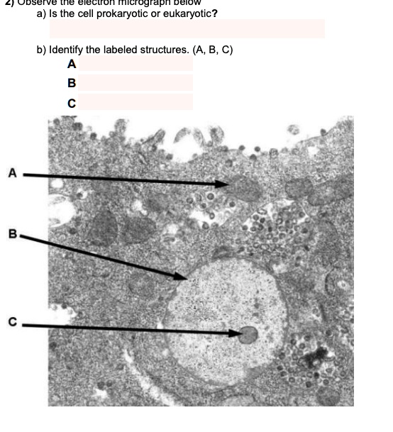 a) Is the cell prokaryotic or eukaryotic? b) Identify the labeled ...