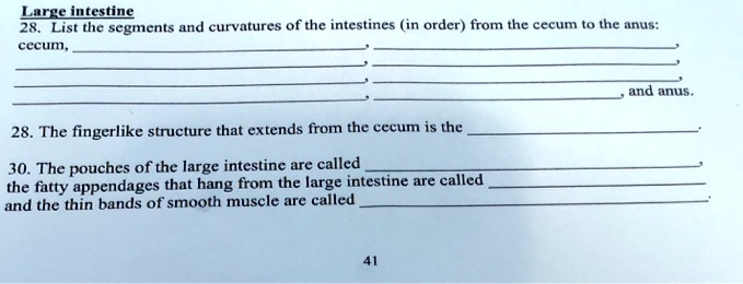Large intestine
28. List the segments and curvatures of the intestines (in order) from the cecum to the anus:
cecum, , ,
, ,
, ,
, , and anus.
28. The fingerlike structure that extends from the cecum is the .
30. The pouches of the large intestine are called ,
the fatty appendages that hang from the large intestine are called 
and the thin bands of smooth muscle are called .