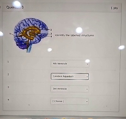 Question 3 1 pt Identify the labeled structures: 1 2 3 4 Question 3 1 ...
