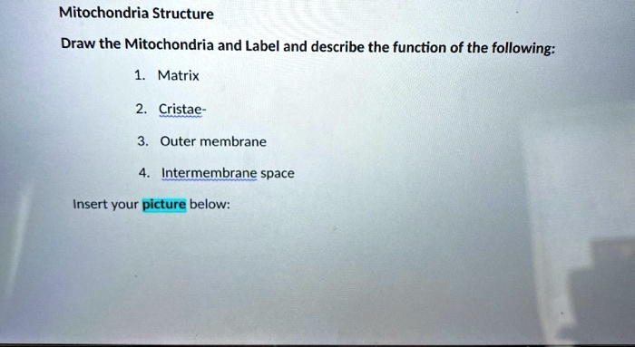 Mitochondria Structure
Draw the Mitochondria and Label and describe the function of the following:
1. Matrix
2. Cristae-
3. Outer membrane
4. Intermembrane space
Insert your picture below: