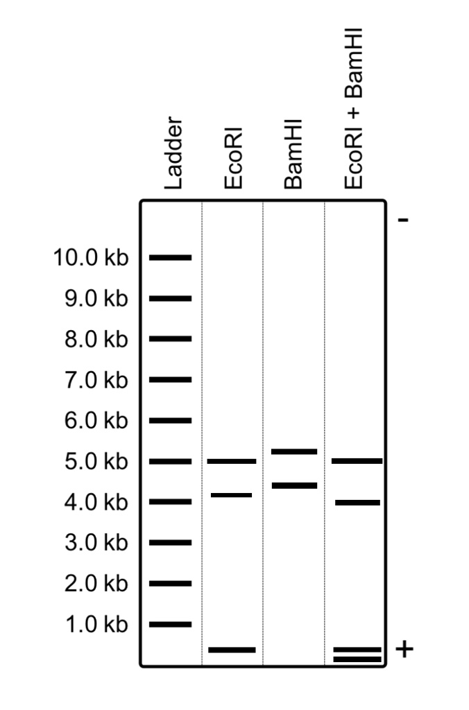 SOLVED: BamHI + Ladder EcoRI BamHI EcoRI 10.0 kb 9.0 kb 8.0 kb 7.0 kb 6 ...