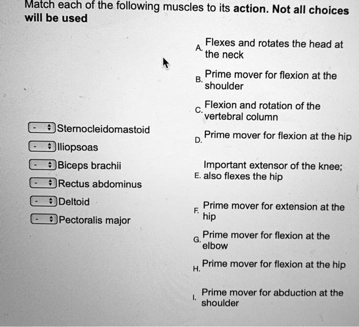 SOLVED Match each of the following muscles to its action.Not all