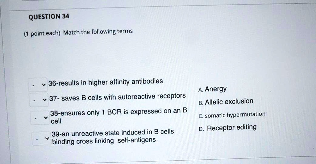 QUESTION 34
(1 point each) Match the following terms
36-results in higher affinity antibodies
37- saves B cells with autoreactive receptors
38-ensures only 1 BCR is expressed on an B cell
39-an unreactive state induced in B cells binding cross linking self-antigens
A. Anergy
B. Allelic exclusion
C. somatic hypermutation
D. Receptor editing