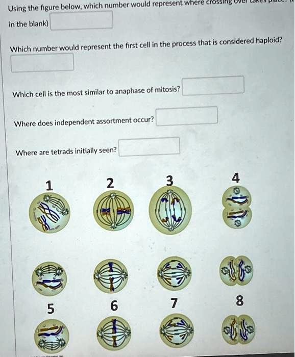 SOLVED Using the figure below, which number would represent the first