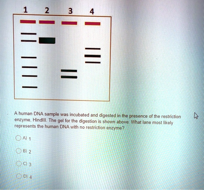 SOLVED3 A human DNA sample was incubated and digested in the presence