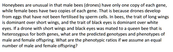 Honeybees are unusual in that male bees (drones) have only one copy of each gene, while female bees have two copies of each gene. That is because drones develop from eggs that have not been fertilised by sperm cells. In bees, the trait of long wings is dominant over short wings, and the trait of black eyes is dominant over white eyes. If a drone with short wings and black eyes was mated to a queen bee that is heterozygous for both genes, what are the predicted genotypes and phenotypes of male and female offspring. What are the phenotypic ratios if we assume an equal number of male and female offspring?