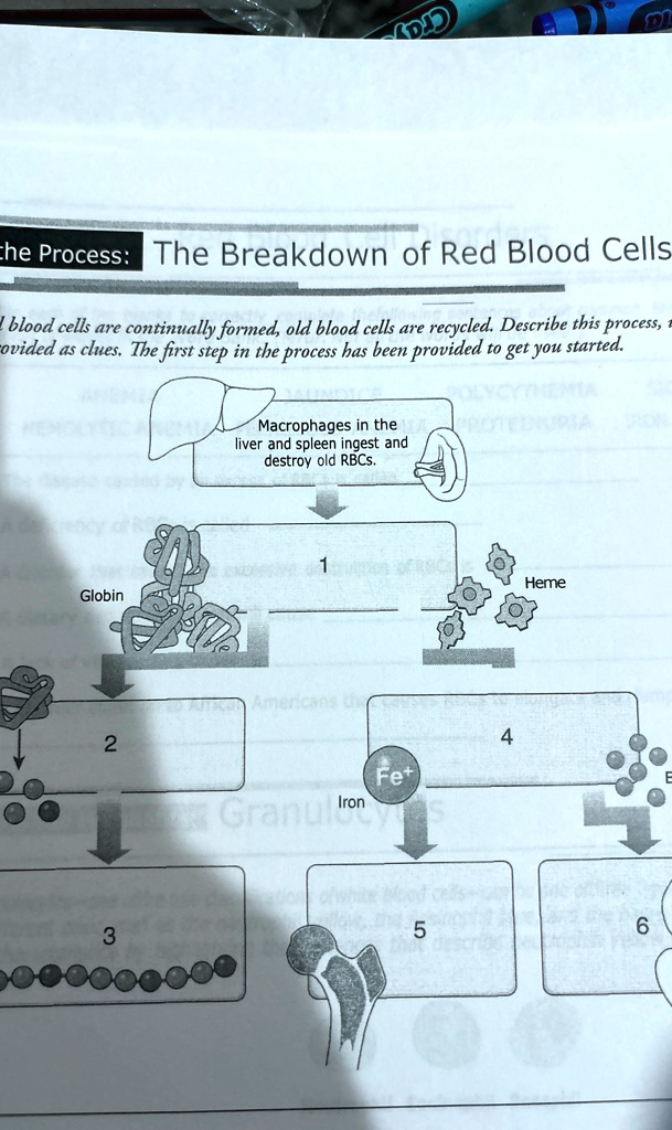 che process the breakdown of red blood cells blood cells are ...