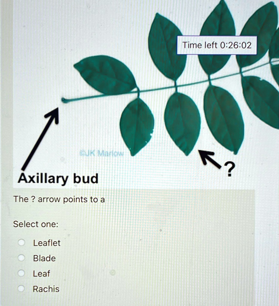 VIDEO solution: The arrow points to a Select one: Leaflet Blade Leaf ...