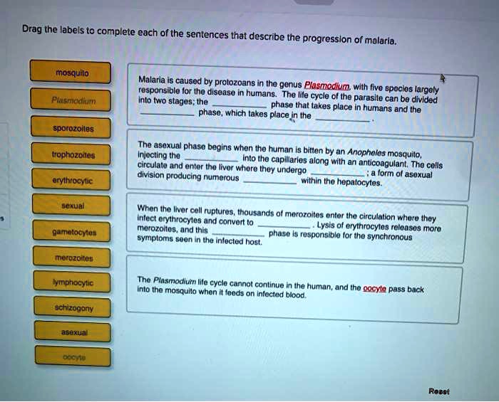 Drag the labels to complete each of the sentences that describe the progression of malaria.
mosquito
Plasmodium
sporozoites
trophozoites
erythrocytic
sexual
gametocytes
merozoites
lymphocytic
schizogony
asexual
oocyte
Malaria is caused by protozoans in the genus Plasmodium, with five species largely responsible for the disease in humans. The life cycle of the parasite can be divided into two stages; the  phase that takes place in humans and the  phase, which takes place in the .
The asexual phase begins when the human is bitten by an Anopheles mosquito, injecting the  into the capillaries along with an anticoagulant. The cells circulate and enter the liver where they undergo ; a form of asexual division producing numerous  within the hepatocytes.
When the liver cell ruptures, thousands of merozoites enter the circulation where they infect erythrocytes and convert to . Lysis of erythrocytes releases more merozoites, and this  phase is responsible for the synchronous symptoms seen in the infected host.
The Plasmodium life cycle cannot continue in the human, and the oocyte pass back into the mosquito when it feeds on infected blood.
Reset