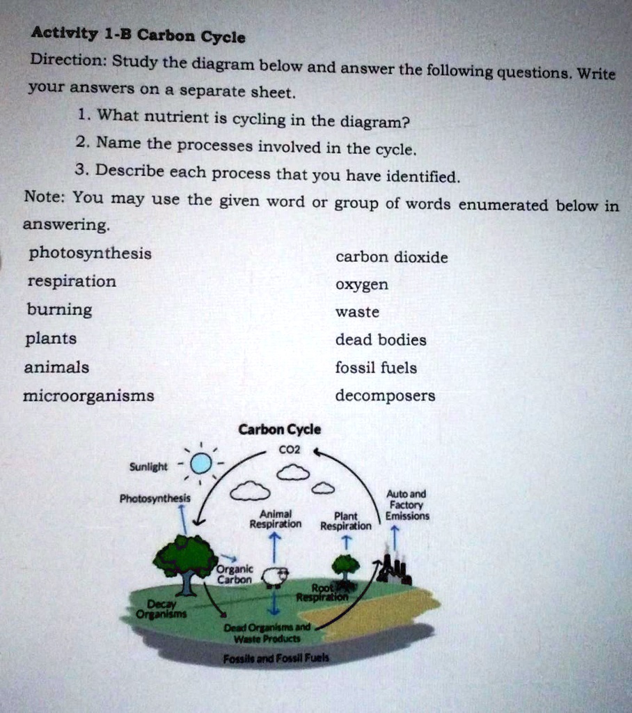 Activity 1-B Carbon Cycle
Direction: Study the diagram below and answer the following questions. Write your answers on a separate sheet.
1. What nutrient is cycling in the diagram?
2. Name the processes involved in the cycle.
3. Describe each process that you have identified.
Note: You may use the given word or group of words enumerated below in answering.
photosynthesis
respiration
burning
plants
animals
microorganisms
carbon dioxide
oxygen
waste
dead bodies
fossil fuels
decomposers
Carbon Cycle
Sunlight
Photosynthesis
CO2
Animal Respiration
Plant Respiration
Auto and Factory Emissions
Organic Carbon
Root Respiration
Decay Organisms
Dead Organisms and Waste Products
Fossils and Fossil Fuels