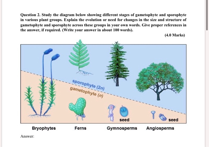 gymnosperm sporophyte