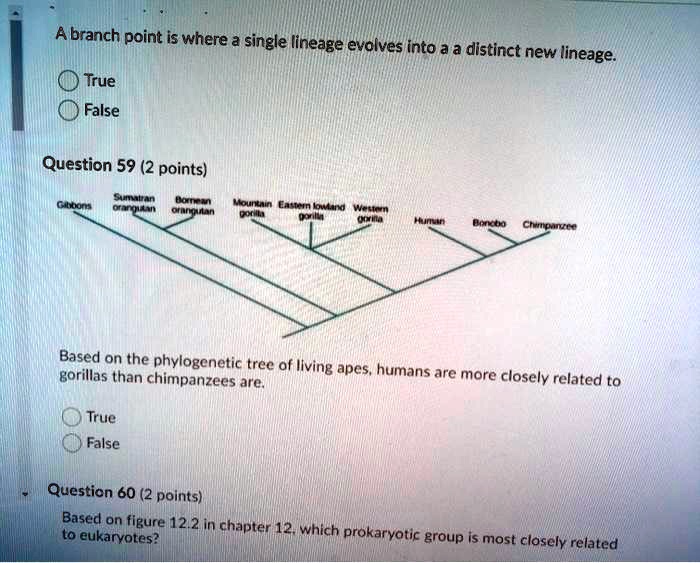 Solved:abranch Point Is Where & Single Lineage Evolves Into A A Distinct  New Lineage: True False Question 59 (2 Points) Based On The Phylogenetic  Tree Of Ilving Apes Borillas Than Chimpanzees Are; Solved:abranch Point Is Where & Single Lineage Evolves Into A A Distinct  New Lineage: True False Question 59 (2 Points) Based On The Phylogenetic  Tree Of Ilving Apes Borillas Than Chimpanzees Are;