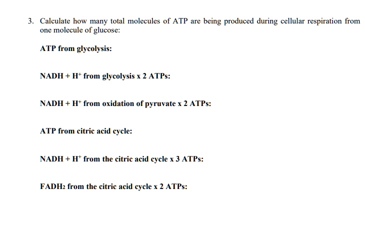 Calculate how many total molecules of ATP are being produced during cellular respiration from one molecule of glucose:

ATP from glycolysis:

NADH + H+ from glycolysis x 2 ATPs:

NADH + H+ from oxidation of pyruvate x 2 ATPs:

ATP from citric acid cycle:

NADH + H+ from the citric acid cycle x 3 ATPs:

FADH2 from the citric acid cycle x 2 ATPs: