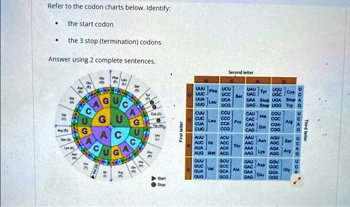 Refer to the codon charts below to identify: - The start codon - The 3 ...