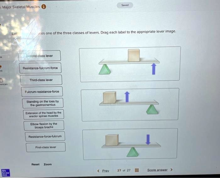 SOLVED Major Skeletal Muscles One of the three classes of levers. Drag
