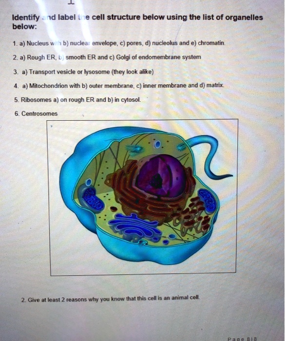 SOLVED: Identify nd Iabel 1 e cell structure below using the list of ...