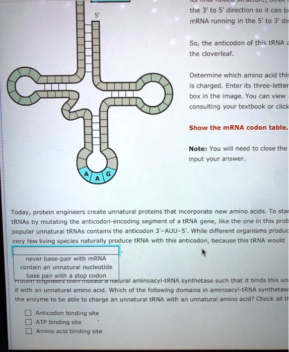 5'

A

A
G

the 3' to 5' direction so it can bind to
mRNA running in the 5' to 3' direction.
So, the anticodon of this tRNA is at
the cloverleaf.
Determine which amino acid this tRNA
is charged. Enter its three-letter in the
box in the image. You can view it by
consulting your textbook or click
Show the mRNA codon table.
Note: You will need to close the to
input your answer.
Today, protein engineers create unnatural proteins that incorporate new amino acids. To start,
tRNAs by mutating the anticodon-encoding segment of a tRNA gene, like the one in this problem.
popular unnatural tRNAs contains the anticodon 3'-AUU-5'. While different organisms produce
very few living species naturally produce tRNA with this anticodon, because this tRNA would
never base-pair with mRNA
contain an unnatural nucleotide
base pair with a stop codon
Protein engineers then mutate a natural aminoacyl-tRNA synthetase such that it binds this unnatural
it with an unnatural amino acid. Which of the following domains in aminoacyl-tRNA synthetase
the enzyme to be able to charge an unnatural tRNA with an unnatural amino acid? Check all that
Anticodon binding site
ATP binding site
Amino acid binding site