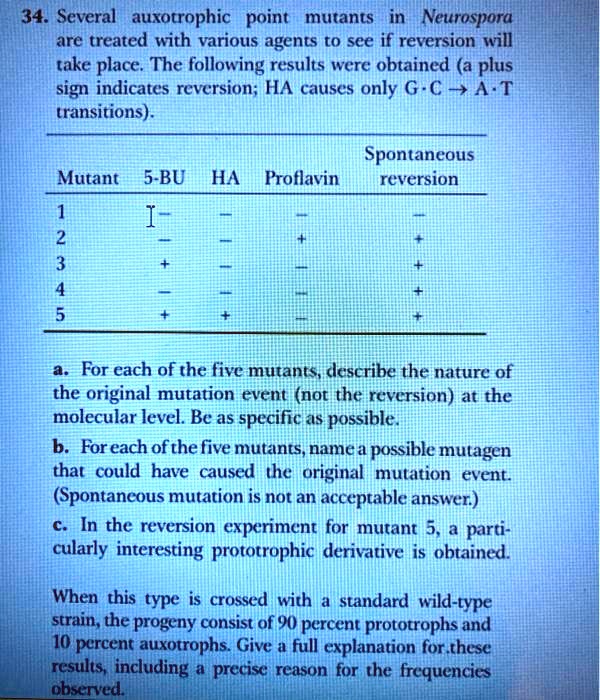 Several auxotrophic point mutants in Neurospora are treated with various agents to see if reversion will take place. The following results were obtained (a plus sign indicates reversion; HA causes only G·C ? A·T transitions).

Mutant 5-BU HA Proflavin Spontaneous reversion
1 – – – –
2 – – + +
3 + – – +
4 – – – +
5 + + – +

a. For each of the five mutants, describe the nature of the original mutation event (not the reversion) at the molecular level. Be as specific as possible.
b. For each of the five mutants, name a possible mutagen that could have caused the original mutation event. (Spontaneous mutation is not an acceptable answer.)
c. In the reversion experiment for mutant 5, a particularly interesting prototrophic derivative is obtained. When this type is crossed with a standard wild-type strain, the progeny consist of 90 percent prototrophs and 10 percent auxotrophs. Give a full explanation for these results, including a precise reason for the frequencies observed.