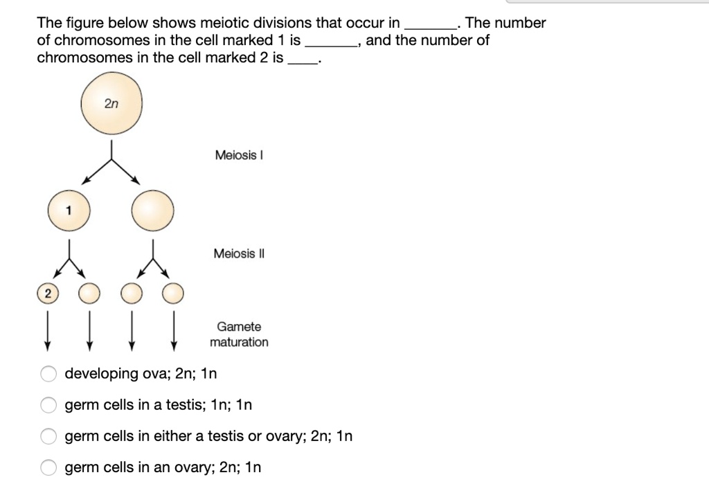 SOLVED The Figure Below Shows Meiotic Divisions That Occur In The   887074e7536143bc86ea8eb736711c3f 