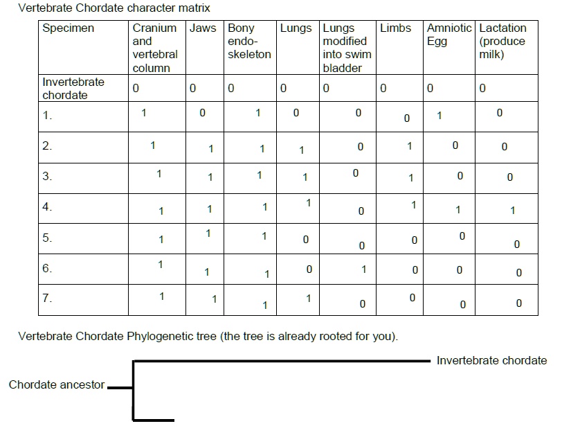 SOLVED: Vertebrate Chordate character matrix Specimen Cranium Jaws Bony