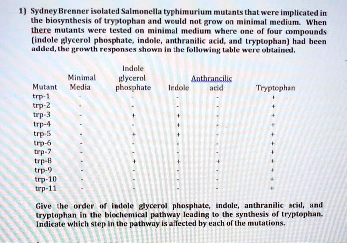 1) Sydney Brenner isolated Salmonella typhimurium mutants that were implicated in the biosynthesis of tryptophan and would not grow on minimal medium. When there mutants were tested on minimal medium where one of four compounds (indole glycerol phosphate, indole, anthranilic acid, and tryptophan) had been added, the growth responses shown in the following table were obtained.

	Minimal	Indole glycerol		Anthranilic	
Mutant	Media	phosphate	Indole	acid	Tryptophan
trp-1	-	-	-	-	+
trp-2	-	-	-	-	+
trp-3	-	+	+	-	+
trp-4	-	-	+	-	+
trp-5	-	+	+	-	+
trp-6	-	-	-	-	+
trp-7	-	-	-	-	+
trp-8	-	+	+	+	+
trp-9	-	-	-	-	+
trp-10	-	-	-	-	+
trp-11	-	-	-	-	+

Give the order of indole glycerol phosphate, indole, anthranilic acid, and tryptophan in the biochemical pathway leading to the synthesis of tryptophan. Indicate which step in the pathway is affected by each of the mutations.