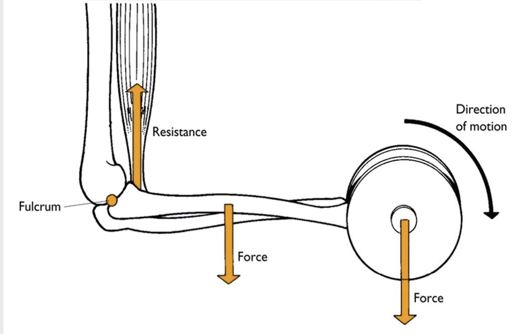 SOLVED Direction of motion Resistance Fulcrum Force Force