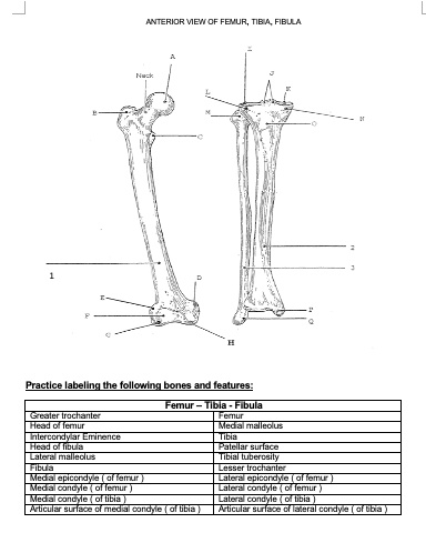 SOLVED: ANTERIOR VIEW OF FEMUR, TIBIA, FIBULA Practice labeling the ...