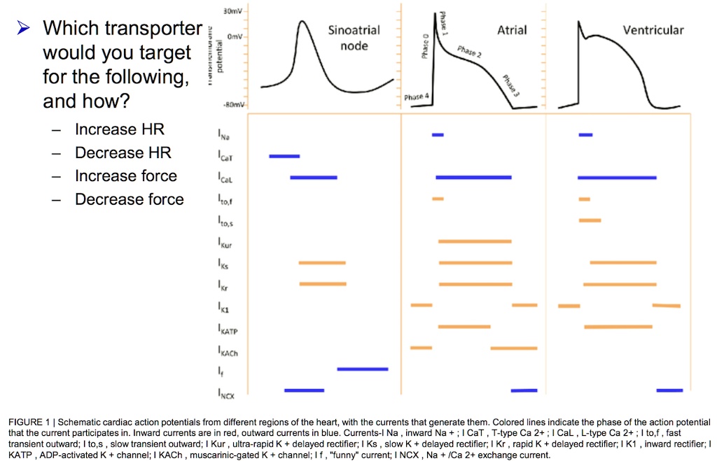 Which transporter would you target for the following, and how?
- Increase HR
- Decrease HR
- Increase force
- Decrease force

30mV
0mV
-80mV

Sinoatrial node
Atrial
Ventricular

Phase 0
Phase 1
Phase 2
Phase 3
Phase 4

INa
ICaT
ICaL
Ito,f
Ito,s
IKur
IKs
IKr
IK1
IKATP
IKACH
If
INCX

FIGURE 1 | Schematic cardiac action potentials from different regions of the heart, with the currents that generate them. Colored lines indicate the phase of the action potential that the current participates in. Inward currents are in red, outward currents are in blue. Currents-I Na , inward Na + ; I CaT , T-type Ca 2+ ; I CaL , L-type Ca 2+ ; I to,f , fast transient outward; I to,s , slow transient outward; I Kur , ultra-rapid K + delayed rectifier; I Ks , slow K + delayed rectifier; I Kr , rapid K + delayed rectifier; I K1 , inward rectifier; I KATP , ADP-activated K + channel; I KACh , muscarinic-gated K + channel; I f , "funny" current; I NCX , Na + /Ca 2+ exchange current.