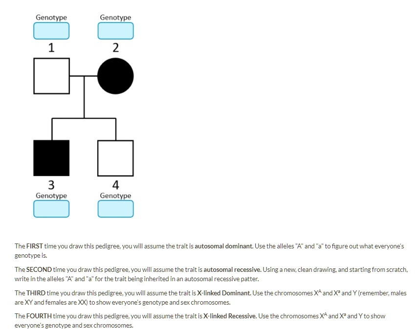 Genotype 1 Genotype 2 3 Genotype 4 Genotype

The FIRST time you draw this pedigree, you will assume the trait is autosomal dominant. Use the alleles "A" and "a" to figure out what everyone's genotype is.
The SECOND time you draw this pedigree, you will assume the trait is autosomal recessive. Using a new, clean drawing, and starting from scratch, write in the alleles "A" and "a" for the trait being inherited in an autosomal recessive patter.
The THIRD time you draw this pedigree, you will assume the trait is X-linked Dominant. Use the chromosomes X^A and X^a and Y (remember, males are XY and females are XX) to show everyone's genotype and sex chromosomes.
The FOURTH time you draw this pedigree, you will assume the trait is X-linked Recessive. Use the chromosomes X^A and X^a and Y to show everyone's genotype and sex chromosomes.