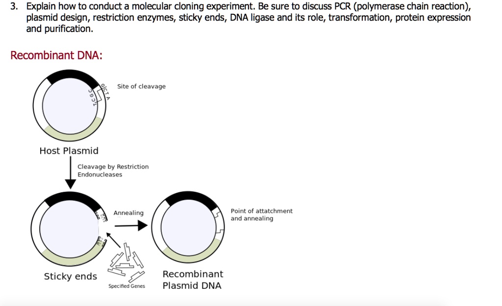 SOLVED Explain how to conduct a molecular cloning experiment Be sure to discuss PCR